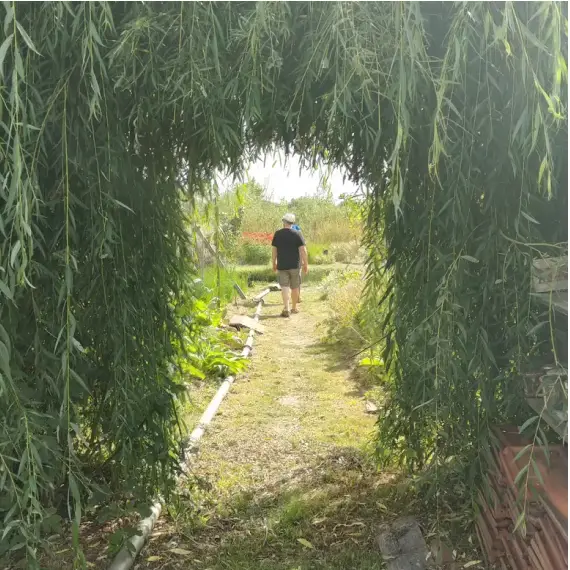 Photo d'un passage taillé dans le feuillage d'un saule pleureur